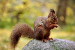 Eichhörnchen im November