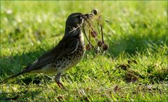 Drossel sammelt Nistmaterial Drossel sammelt Nistmaterial