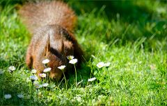 Eichhörnchen Eichhörnchen