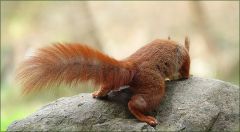 Eichhörnchen Eichhörnchen