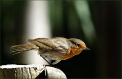 Rotkehlchen Rotkehlchen