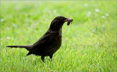 Amsel mit erbeutetem Futter Amsel mit erbeutetem Futter