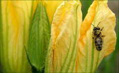 Kürbisblüte mit Biene