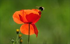 Mohn und Hummel