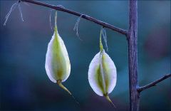 Baumsamen im Januar Baumsamen im Januar