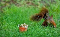 Das Körbchen im Blick Das Körbchen im Blick