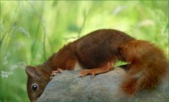 Eichhörnchen Eichhörnchen