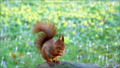 Eichhörnchen Eichhörnchen