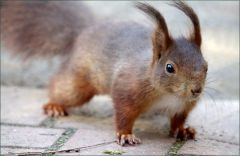 Eichhörnchen Eichhörnchen