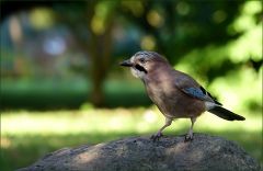 Eichelhäher mit Sonnenflecken
