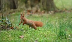 Eichhörnchen Eichhörnchen