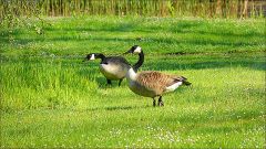 Kanadagänse Kanadagänse