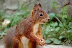 Eichhörnchen Eichhörnchen