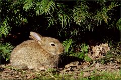 Junges Wildkaninchen Junges Wildkaninchen