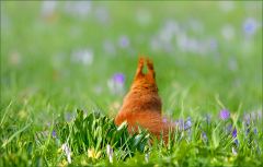 Frühlingswiese im März Frühlingswiese im März