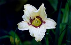 Lilie mit Regentropfen Lilie mit Regentropfen