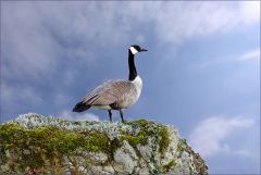 Kanadagans Kanadagans