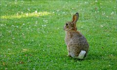 Wildkaninchen Wildkaninchen