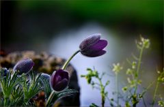 Küchenschelle Küchenschelle