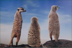 Erdmaennchen Erdmaennchen