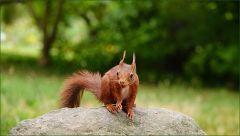 Eichhörnchen Eichhörnchen