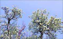 Frühlingsluft Frühlingsluft