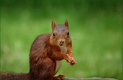 Eichhörnchen Eichhörnchen