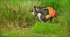 Ein Fotograf am Teichschilfgras Ein Fotograf am Teichschilfgras