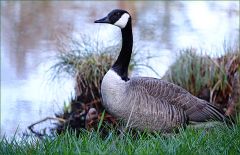 Kanadagans Kanadagans