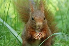 Eichhörnchen Eichhörnchen