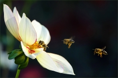 Dahlie und drei Bienen