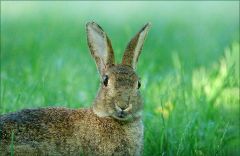 Wildkaninchen Wildkaninchen