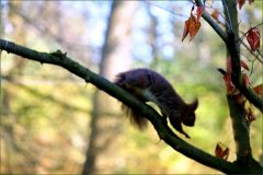 Eichhörnchen Eichhörnchen