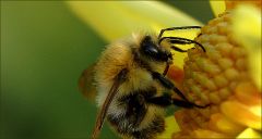 Hummel auf Dahlie Hummel auf Dahlie