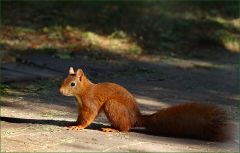 Eichhörnchen Eichhörnchen