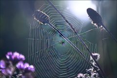 Spinnennetz