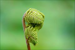 Entfaltung Entfaltung