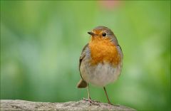 Rotkehlchen Rotkehlchen