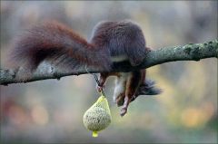 Es greift nach dem Meisenknödel