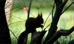 Eichhörnchen Eichhörnchen