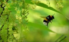 Hummel im Mai Hummel im Mai