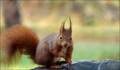 Eichhörnchen Eichhörnchen