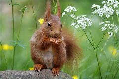 Eichhörnchen im Mai Eichhörnchen im Mai