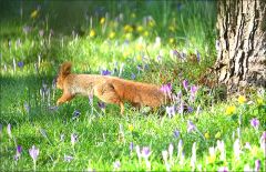 Eichhörnchen Eichhörnchen