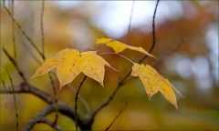 Letzte Blätter an den Zweigen