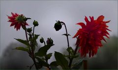 Dahlien im Morgennebel Dahlien im Morgennebel