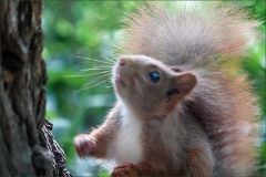 Junges Eichhörnchen