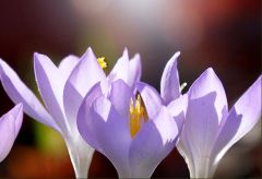 Krokusse Krokusse