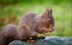 Eichhörnchen Eichhörnchen