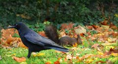 Rabe und Eichhörnchen Rabe und Eichhörnchen